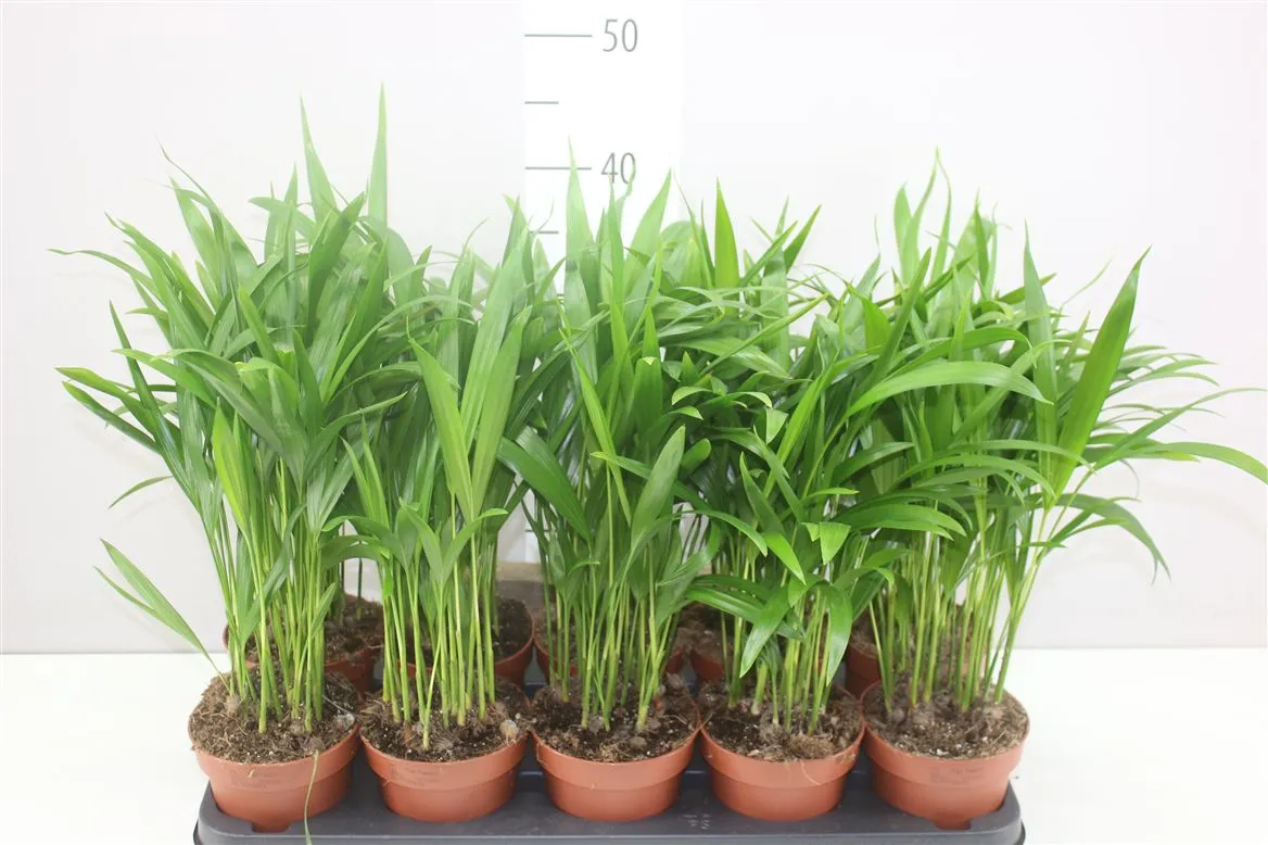 Chrysalidocarpus Areca • črepník 12 cm