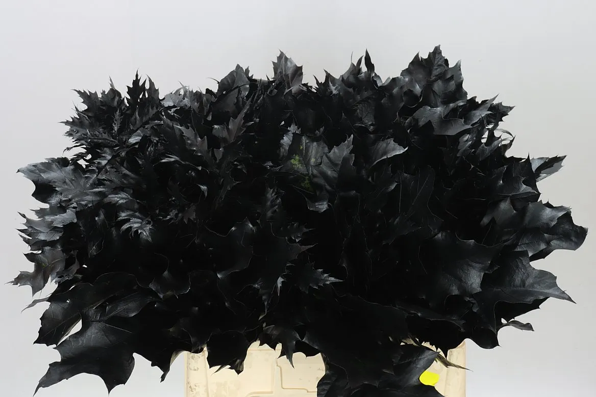 Quercus farbený Black • 60 cm