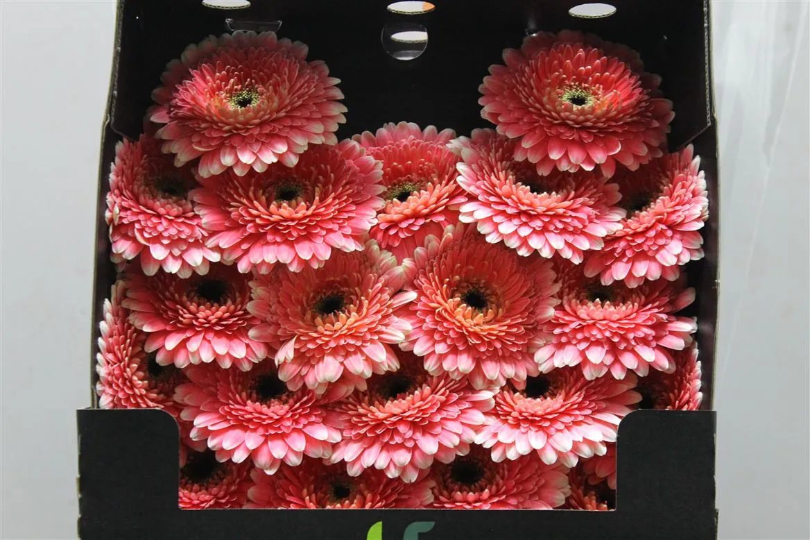 Germ. D Pomponi Rockstar • 55 cm