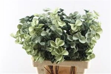 Eucalyptus Fijn Green, sušené • 50 cm