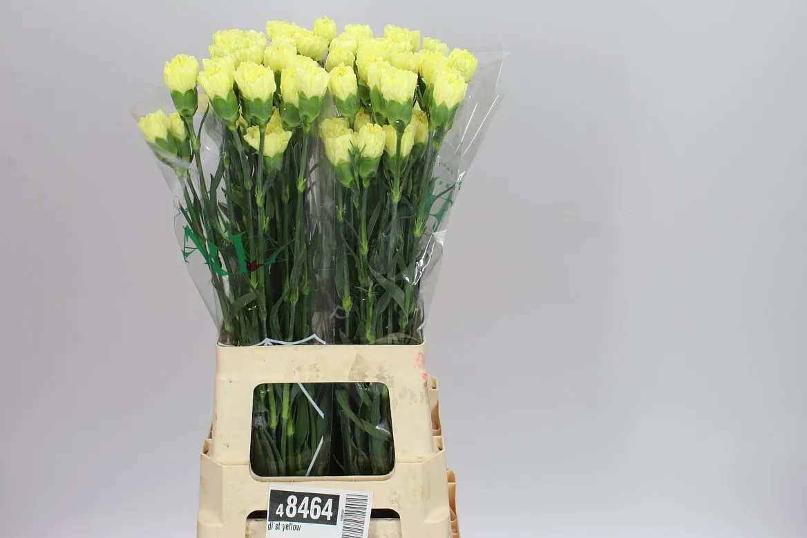 Karafiát Yellow • 70 cm