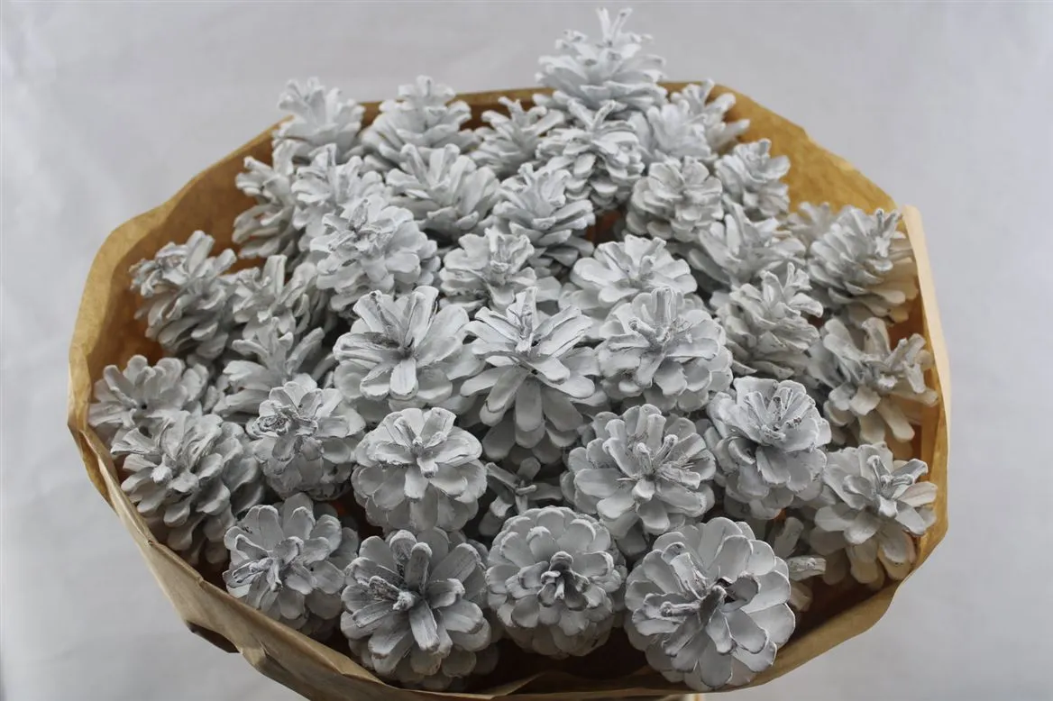 Pine Cone White Out Gl, sušené • 50 cm