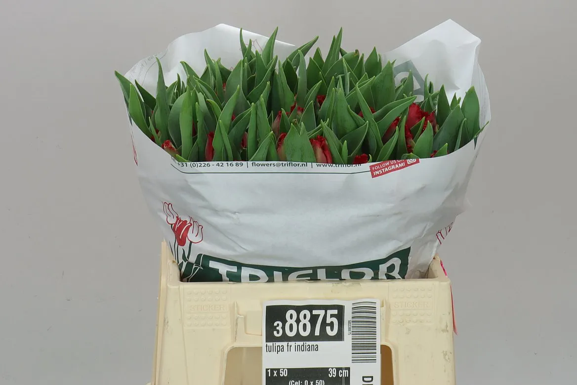 Tulipán strapkatý Indiana • 39 cm