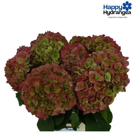 Hortenzia Verena Green Red Classic • 40 cm