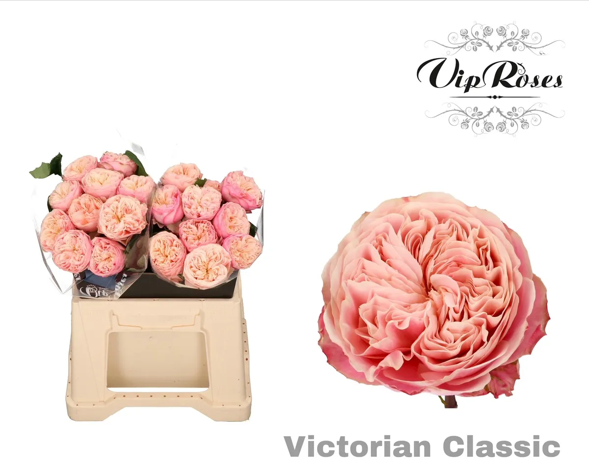 R Gr Victor Classic@ • 40 cm