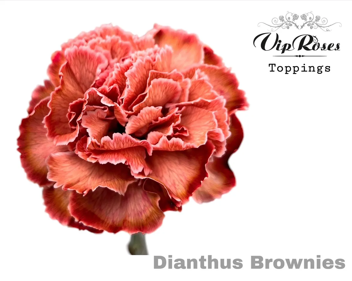 Karafiát Brownies Ec • 60 cm