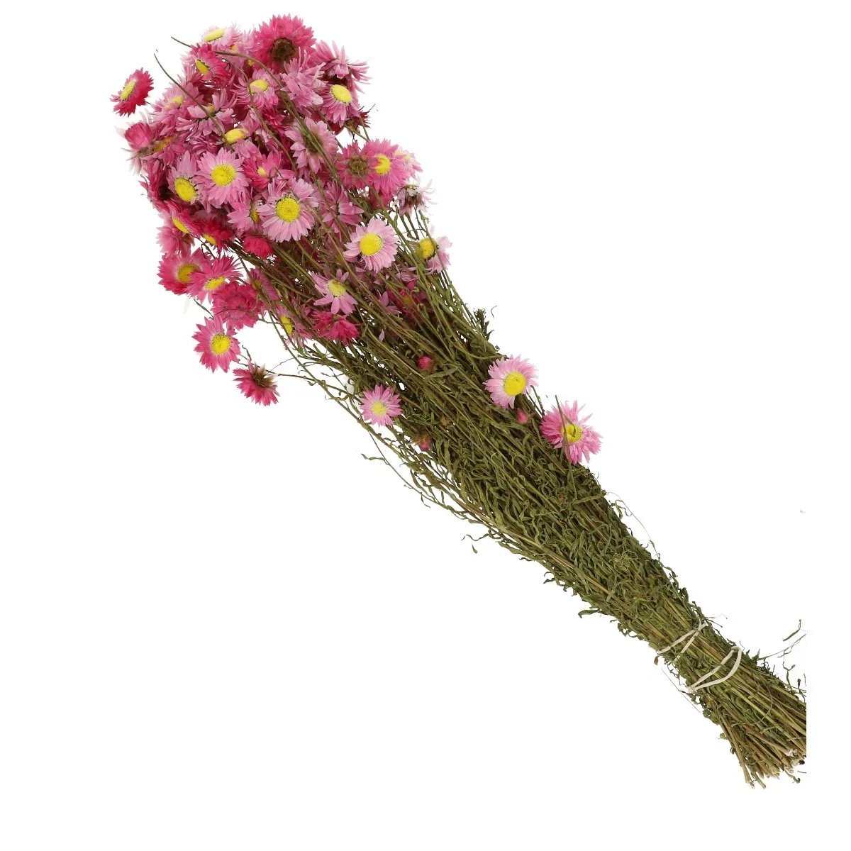 Sušené akroklínium ružové 60 cm