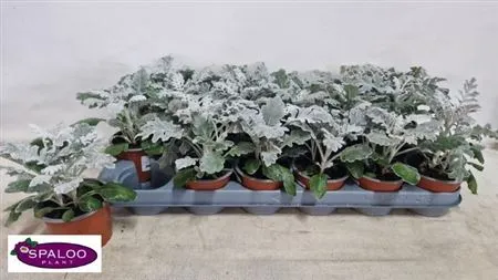 Senecio Cineraria • črepník 9 cm