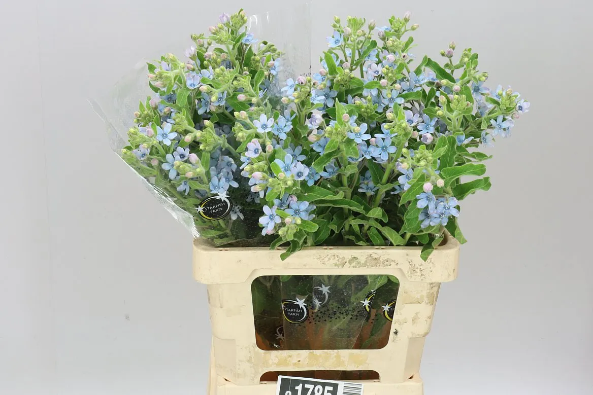 Oxypetalum Coeruleum • 60 cm