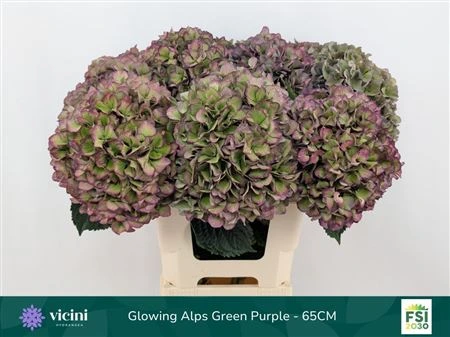 Hortenzia Glow Alps Purple Classic • 65 cm