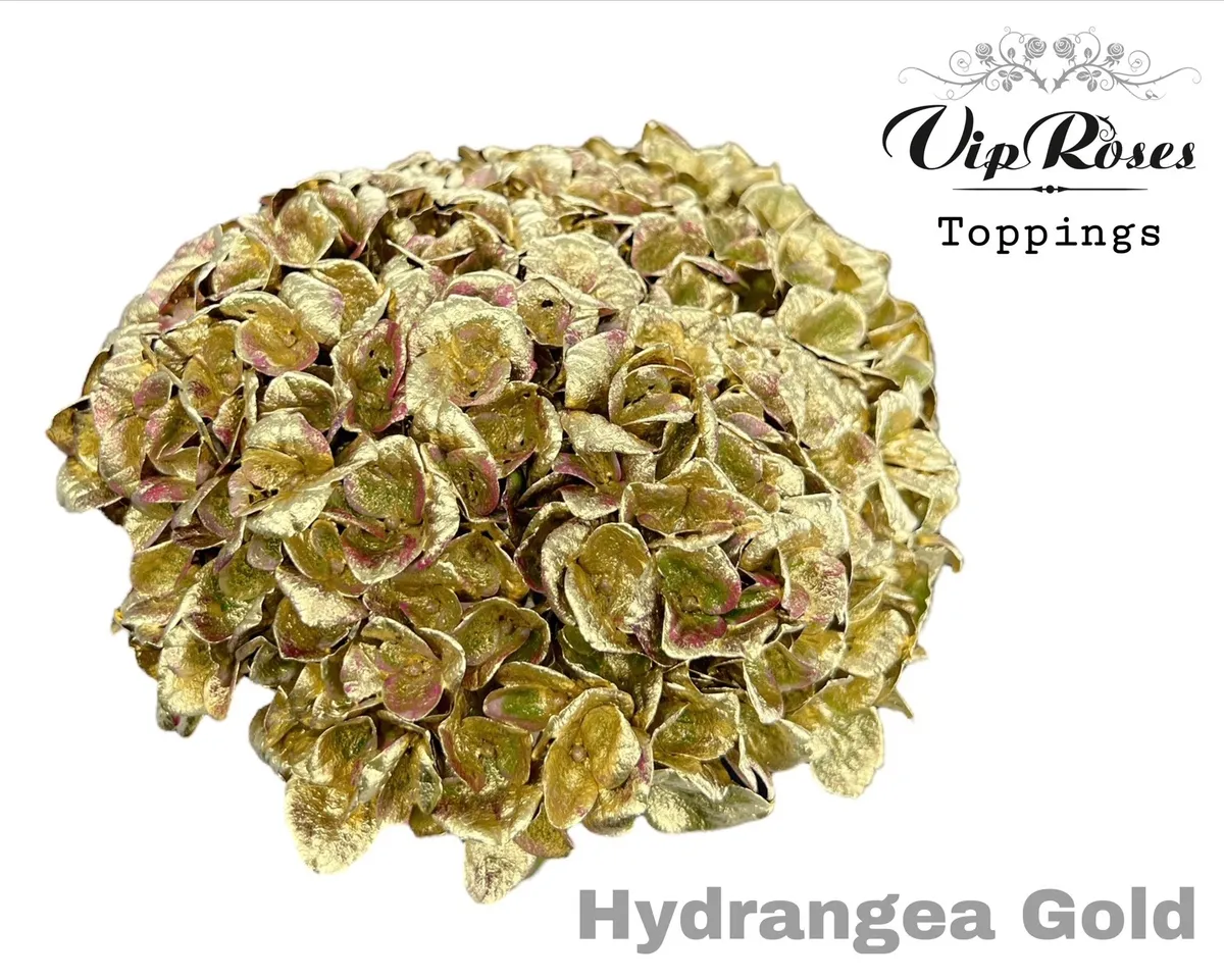 Hortenzia Gold 80cm • 80 cm
