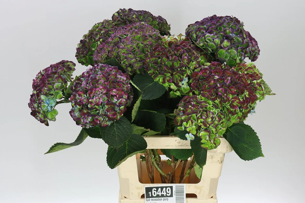 Hortenzia Revolution Purple Classic • 65 cm