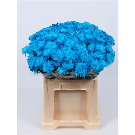 Chryzantéma trsová Baltica Blue Glt • 70 cm