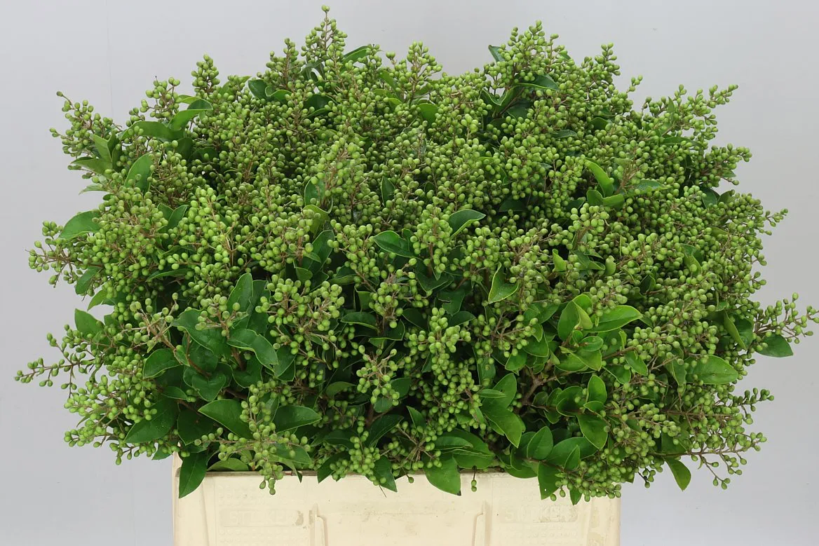 Ligustrum Libelle Green • 60 cm
