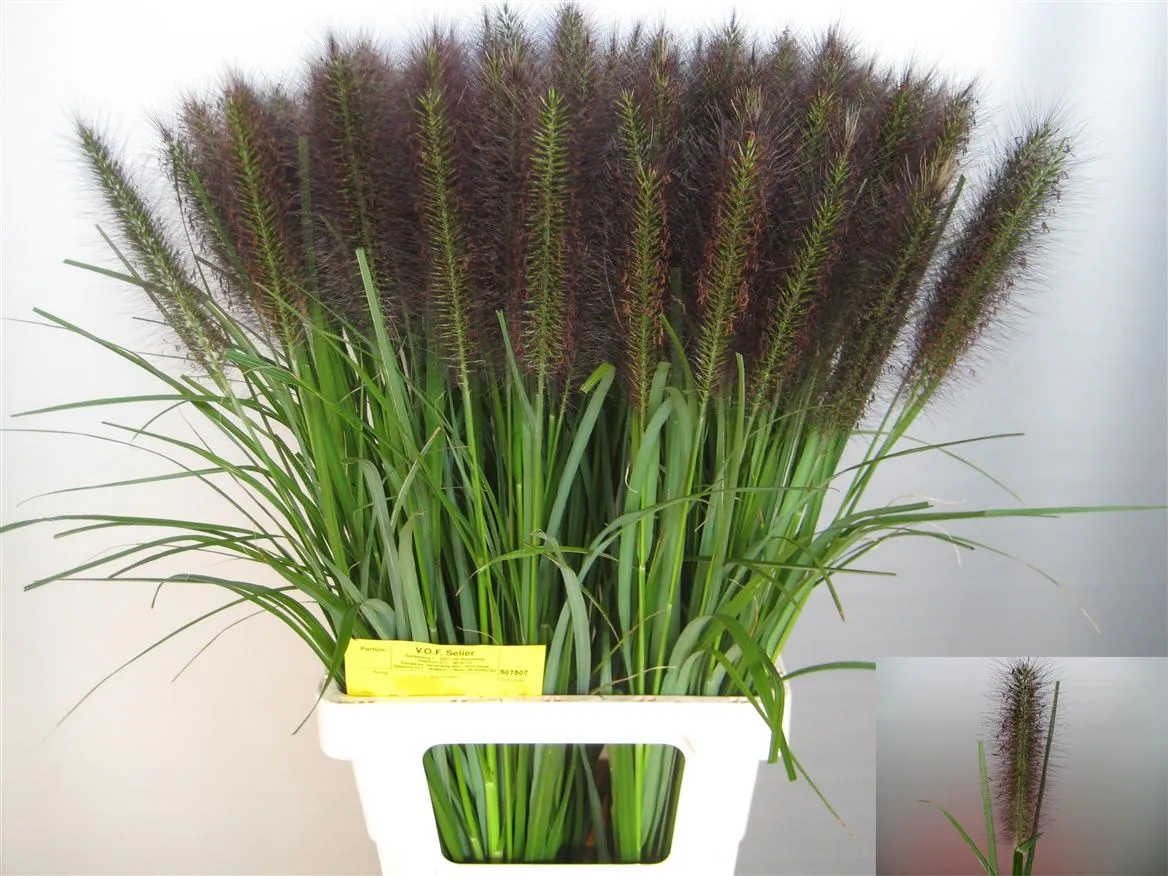 Pennisetum Paradise • 70 cm