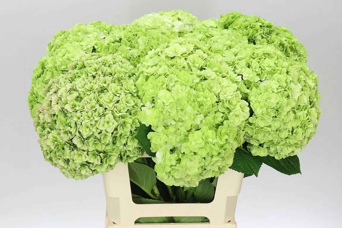Hydrangea Highness Classic • 65 cm
