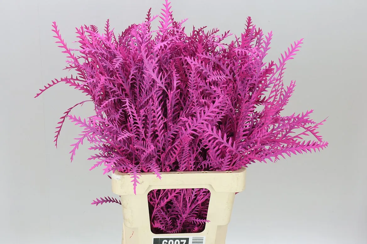 Ivanhoe Cerise • 60 cm
