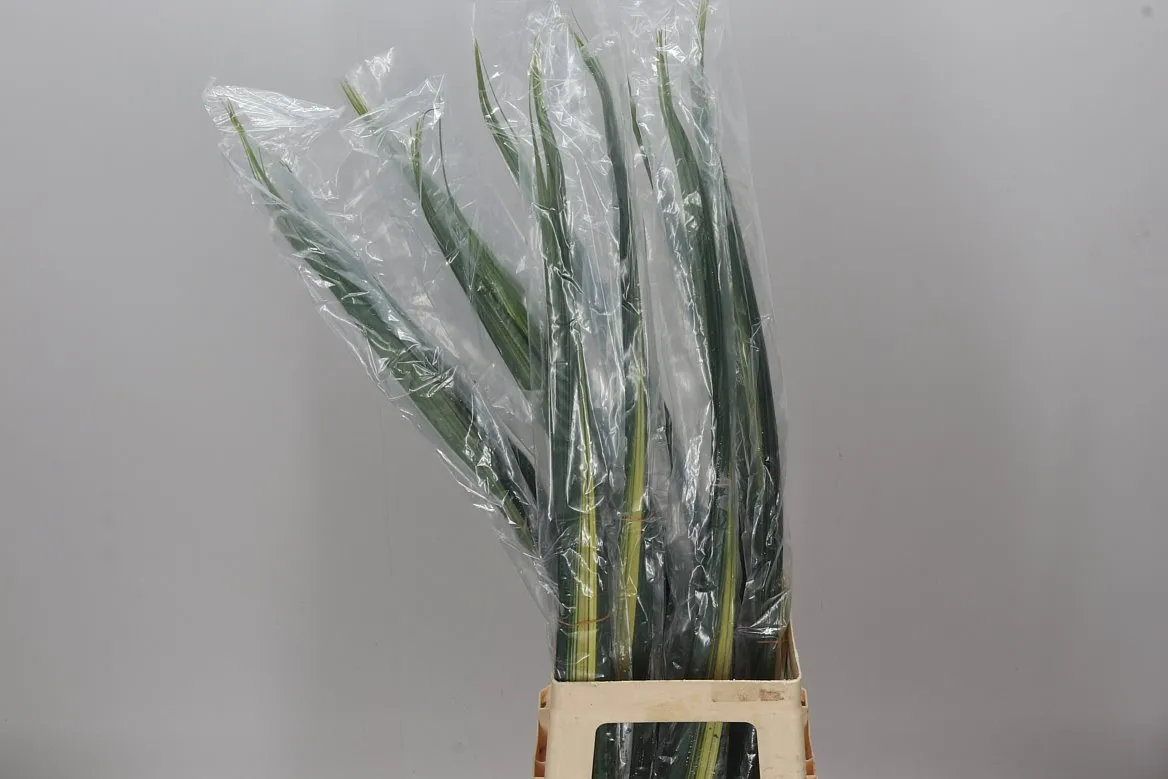 Pandanus Sanderi Variegatum • 100 cm