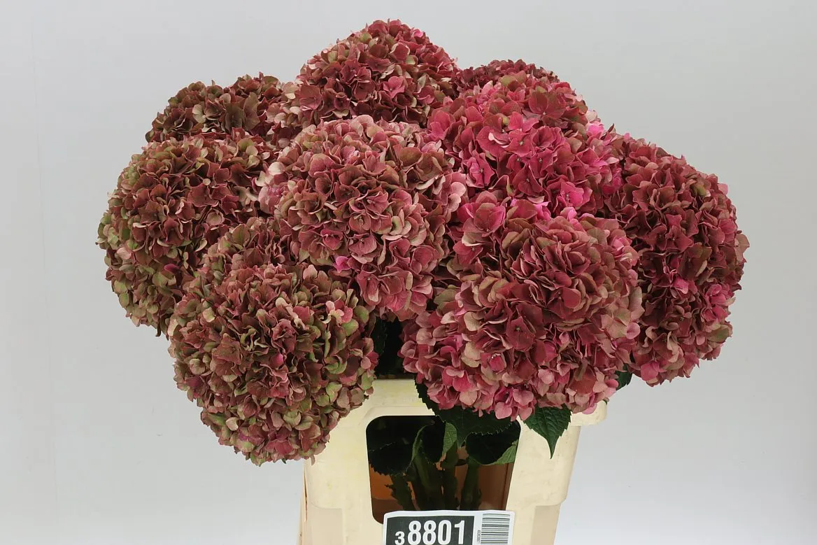 Hyd Ruby Pink Classic • 60 cm