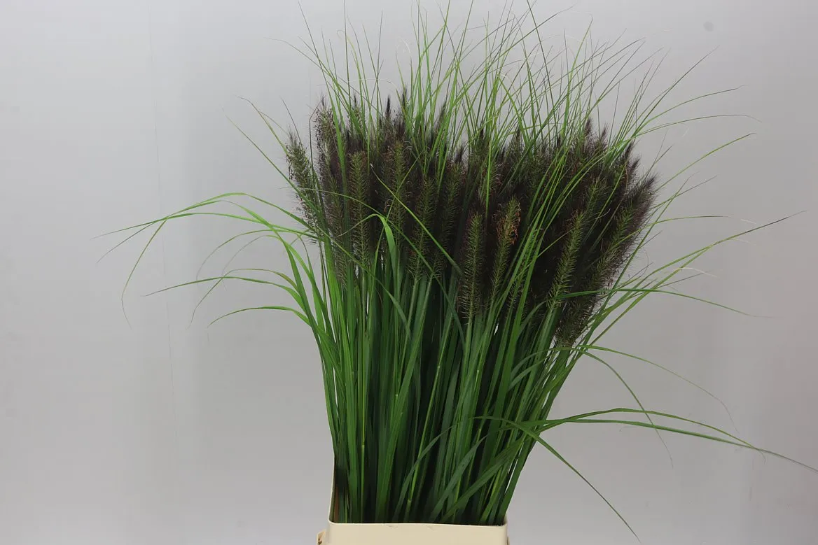 Pennisetum Black Magic • 85 cm