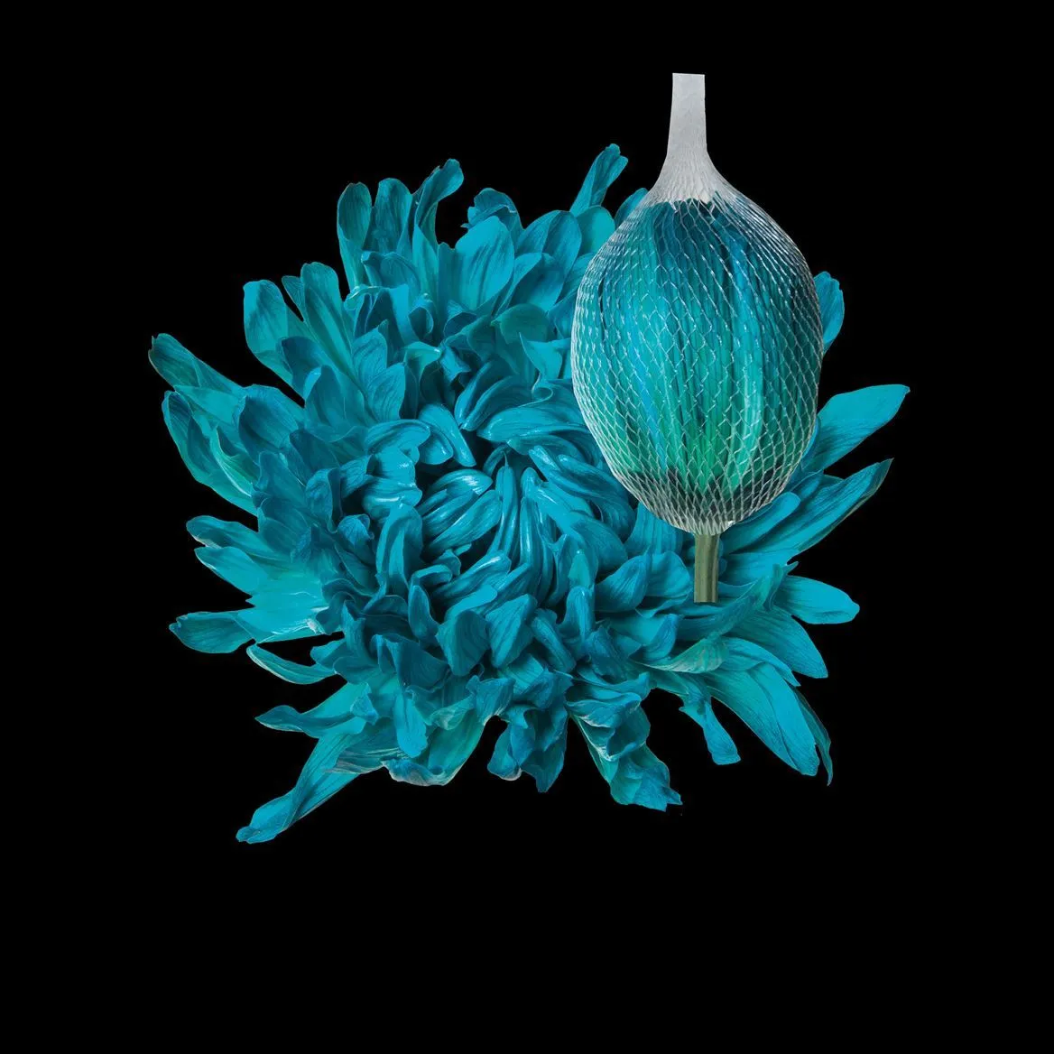 Chryzantéma veľkokvetá Antonov Tiffany • 70 cm