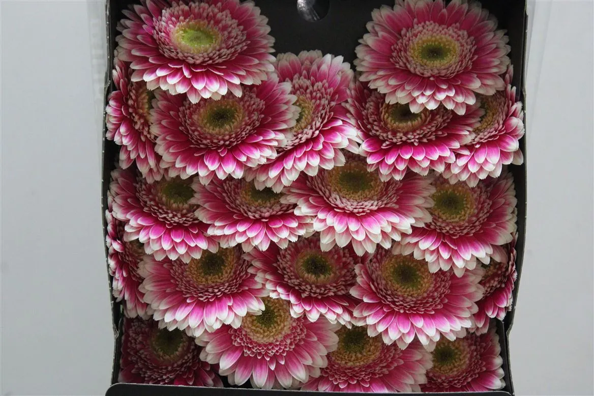 Germini Diamond Dansa • 55 cm