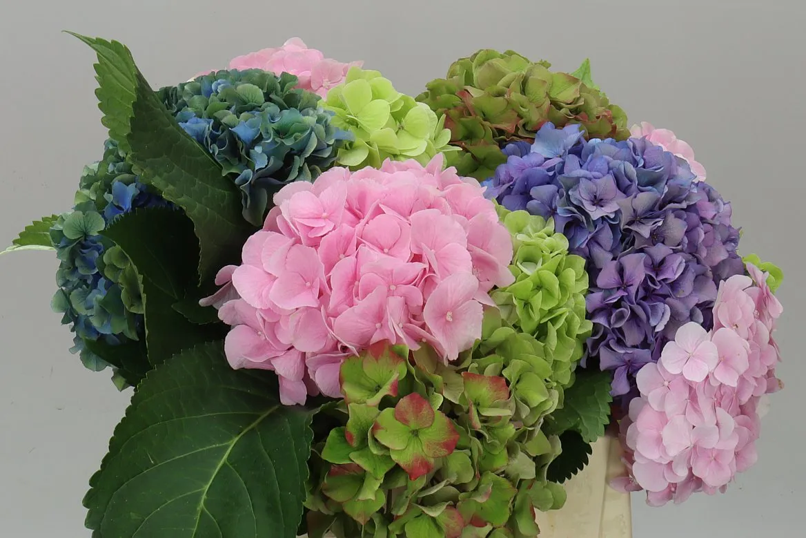 Hydrangea Mixed • 40 cm