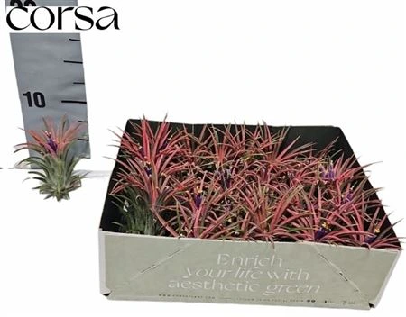 Tillandsia ostatné Airplants • črepník 6 cm