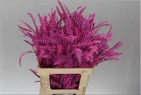 Ivanhoe Cerise • 60 cm