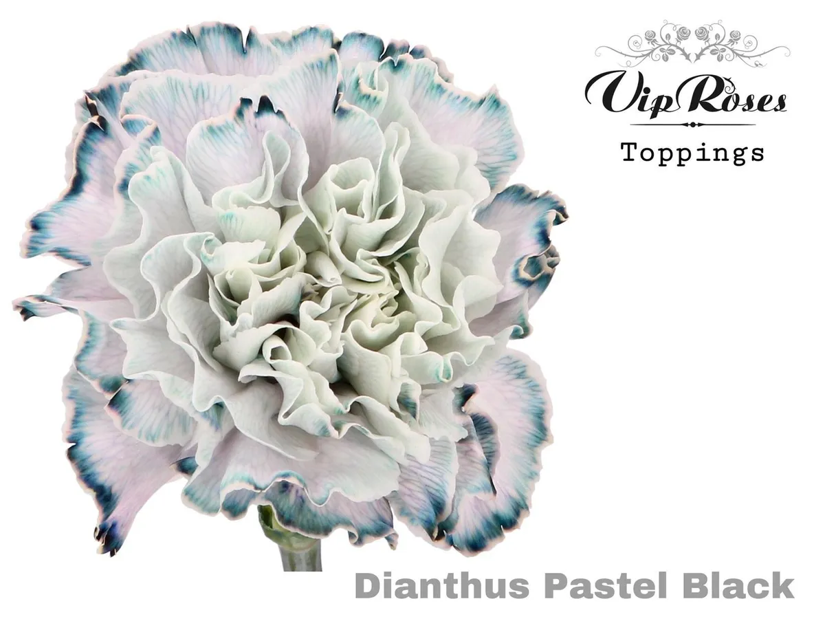 Karafiát Pastel Black • 60 cm