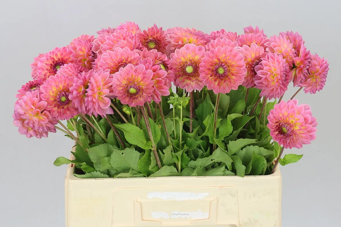 Georgína Pink Suffusion A2 • 55 cm
