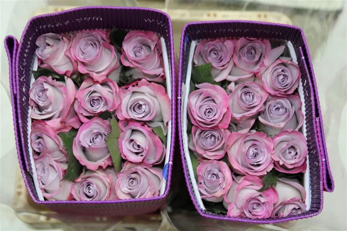 Rosa Gr Ec Purple Haze • 60 cm