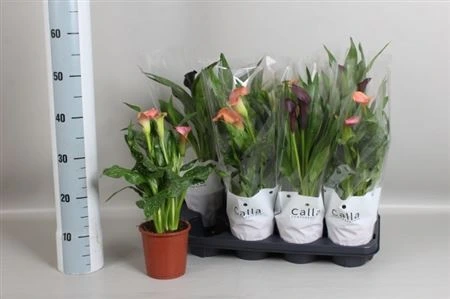 Kala mix 2+ • črepník 13 cm