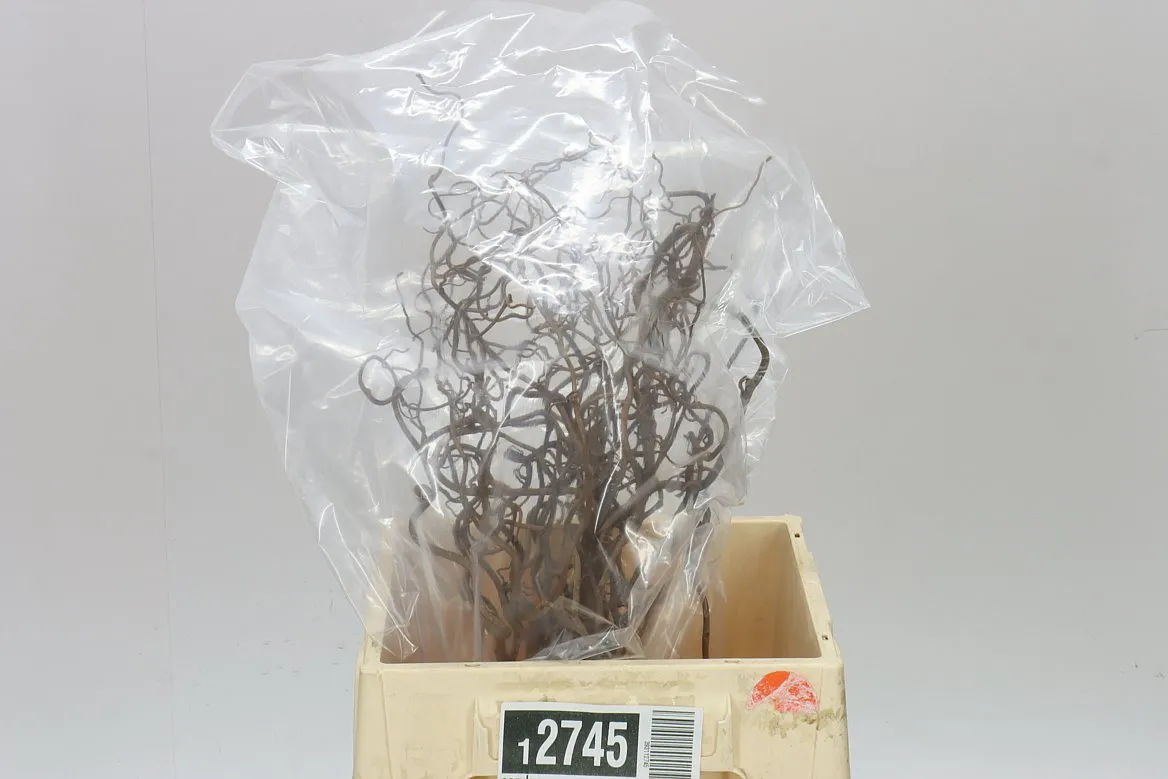 Corylus • 40 cm