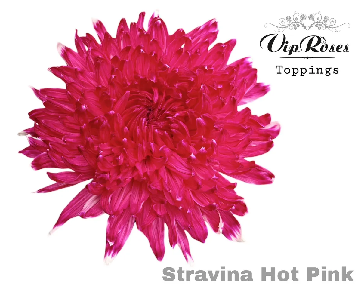 Chryzantéma veľkokvetá Stravina Hot Pink • 65 cm