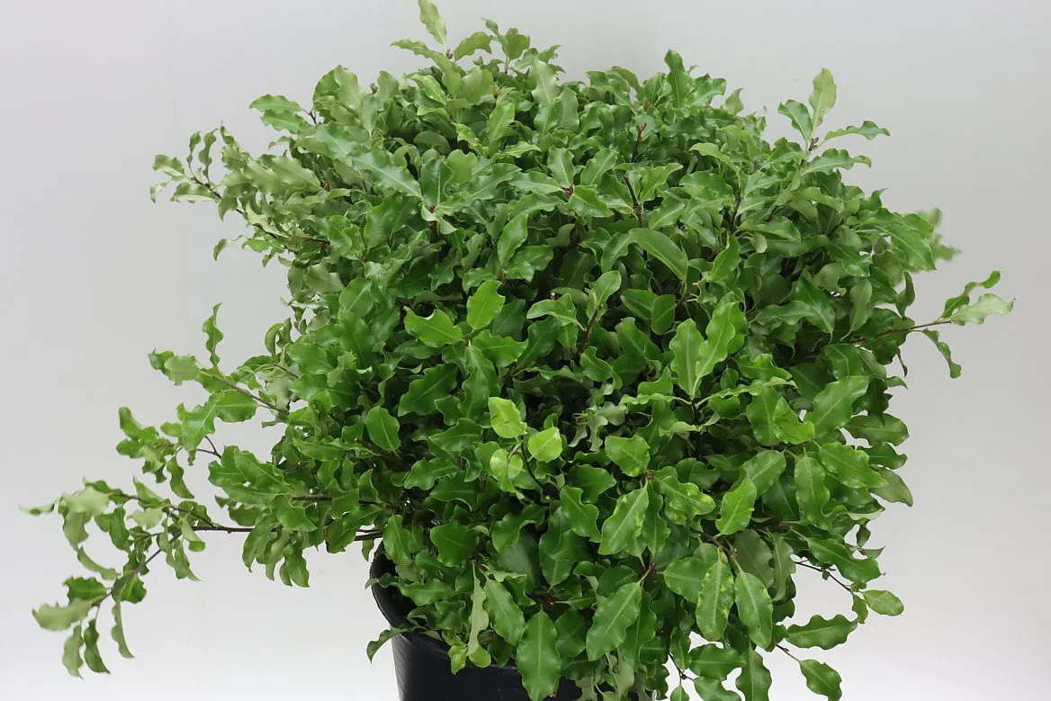 Pittosporum Fine Green Long • 70 cm