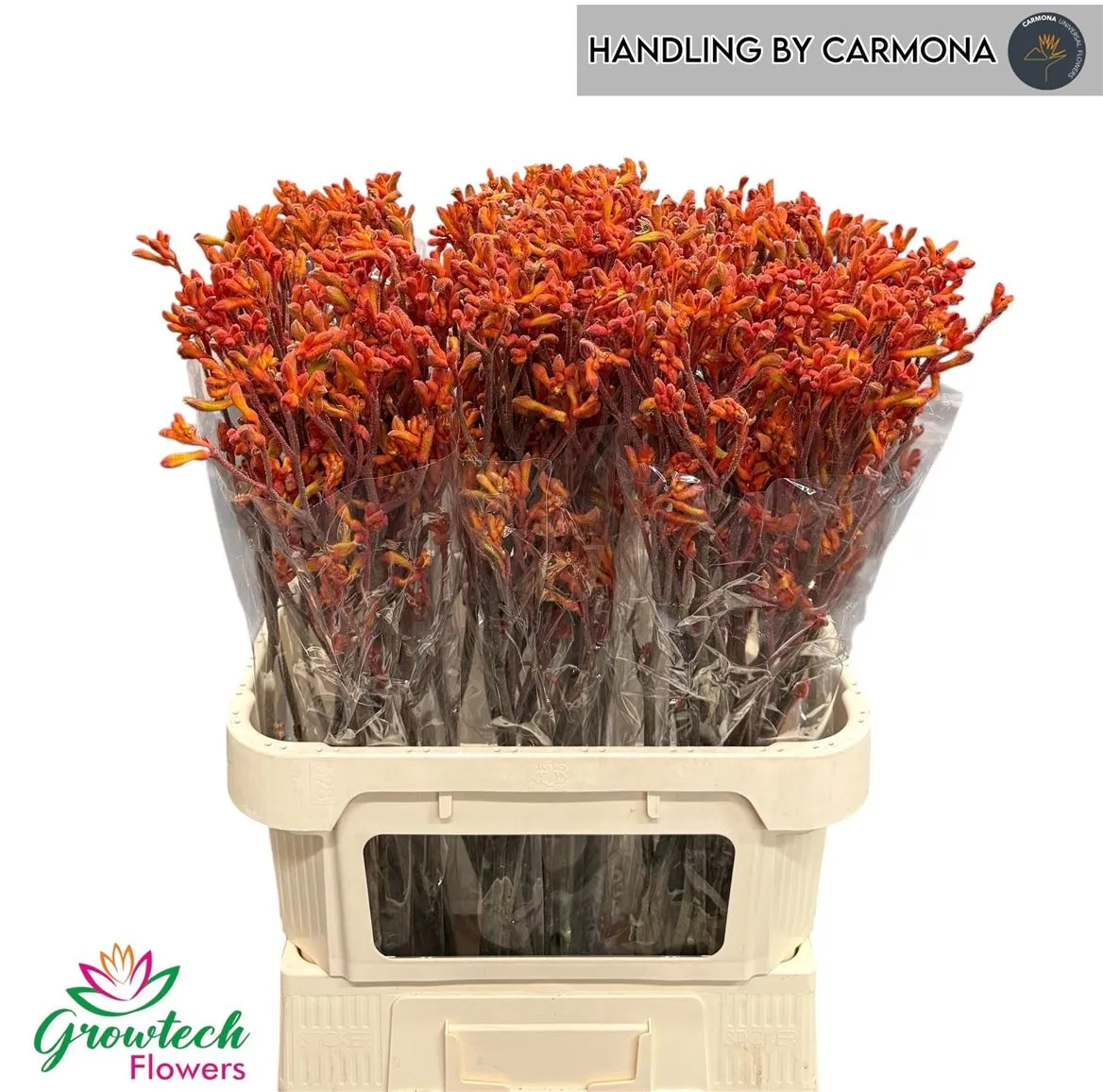 Anigoz Sienna Gold • 80 cm