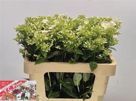 Phlox P Whitecap • 55 cm