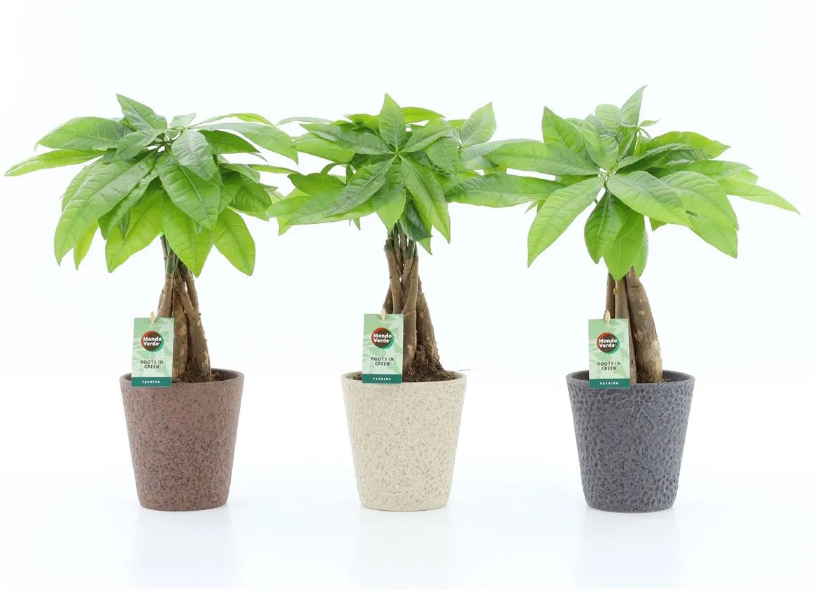 Pachira Aquatica s pleteným kmeňom v obale Nature Keramie • črepník 13 cm