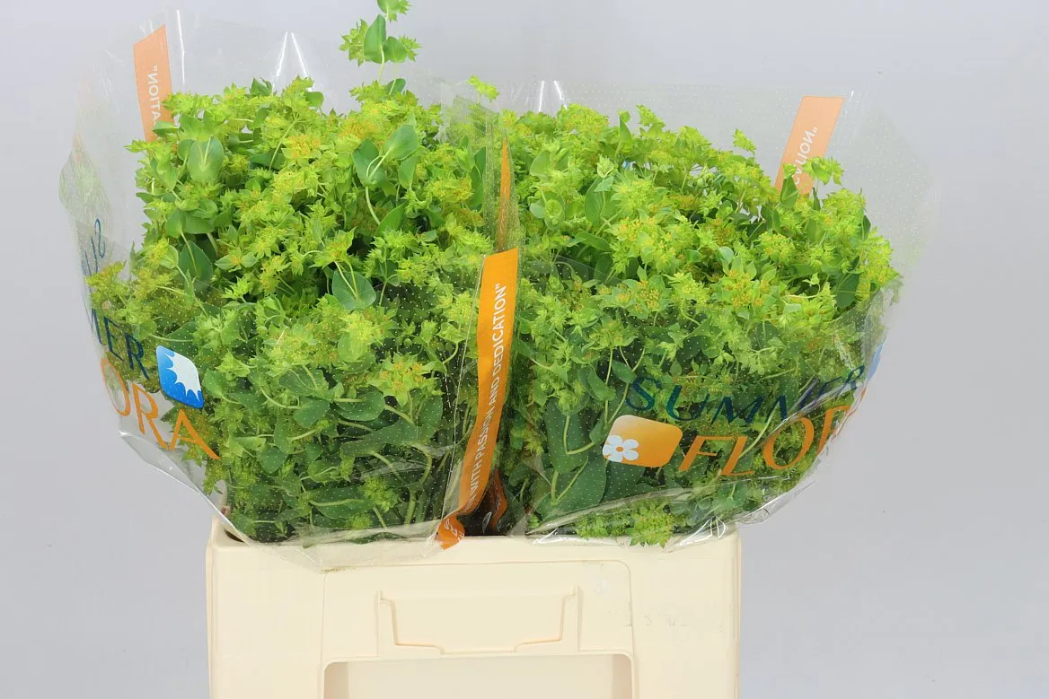 Bupleurum Griffithii • 60 cm