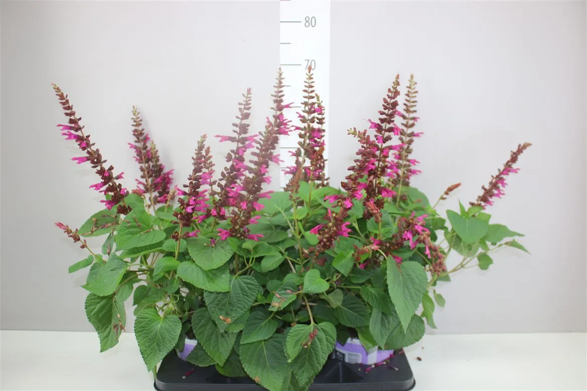 Salvia Salgoon Lake Flamingo • črepník 19 cm