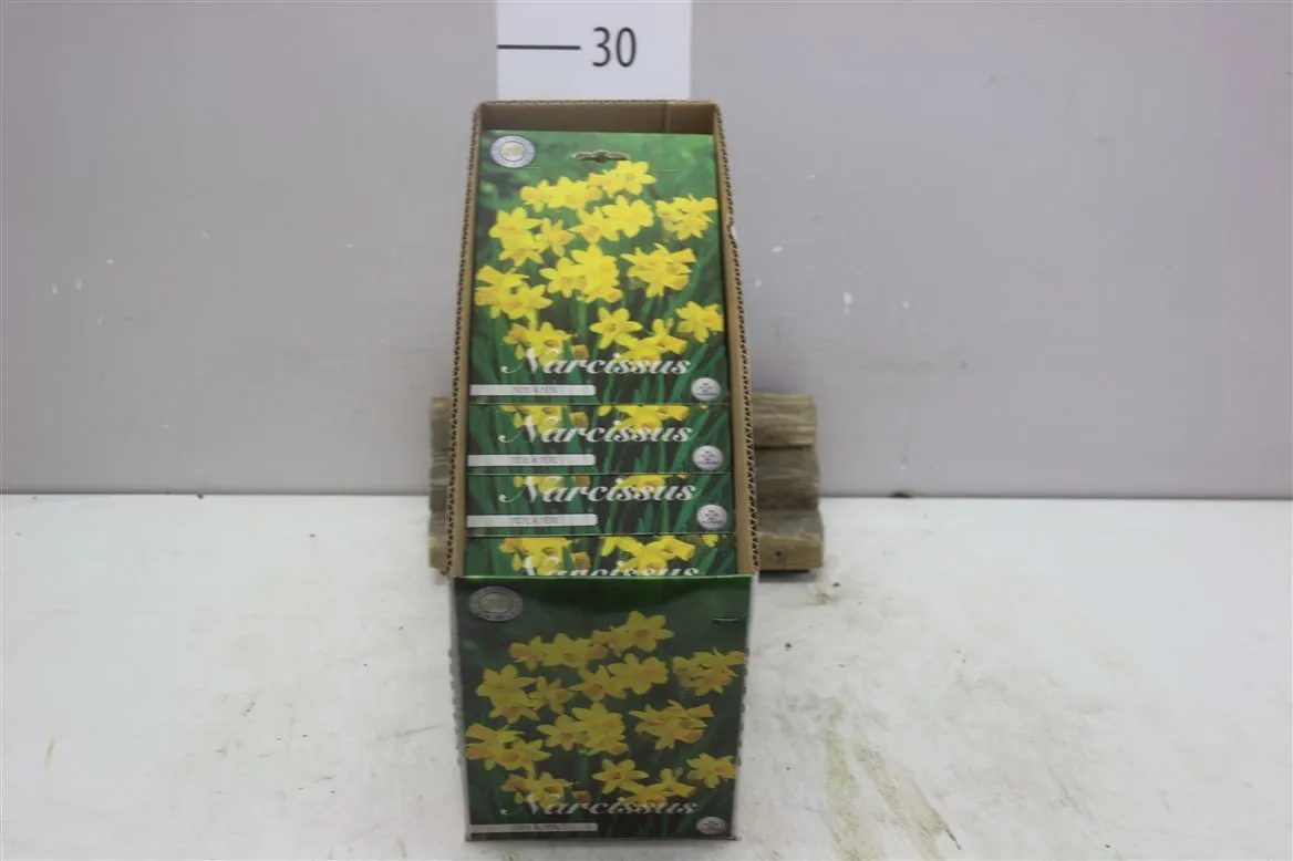 Bol Narcis Botanical Tete A Tete X10