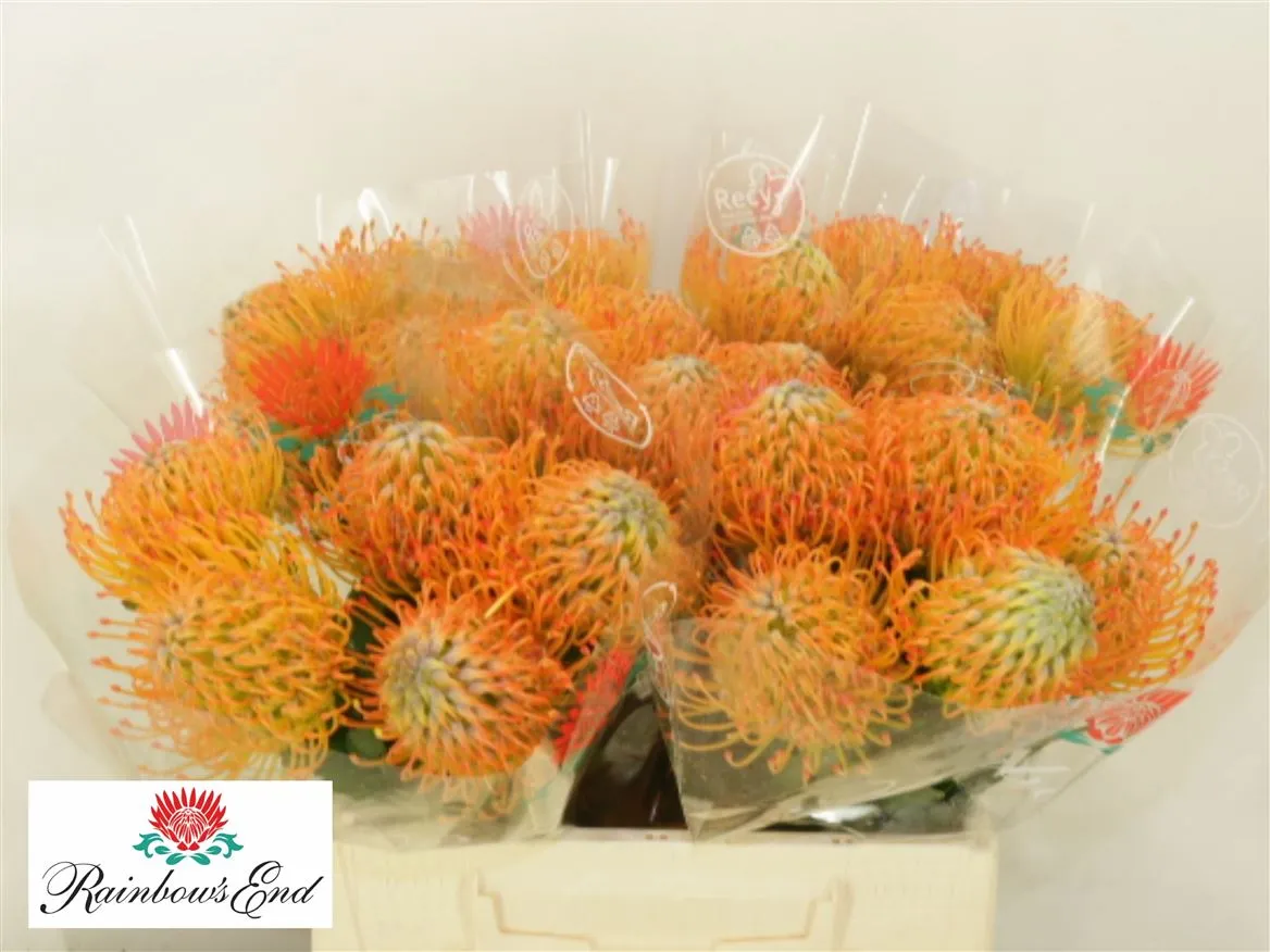 Leucospermum Ayoba Sun • 40 cm