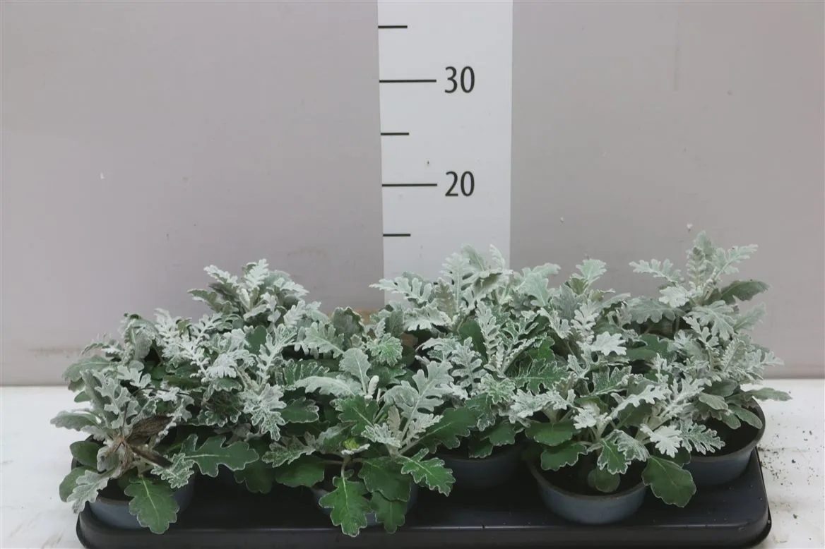 Senecio Cineraria • črepník 10,5 cm
