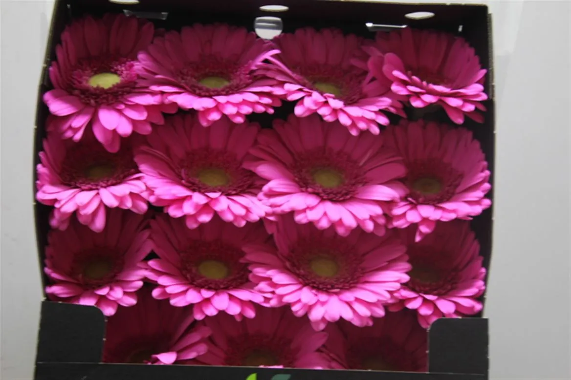 Gerbera Diamond Pretty Nova • 55 cm