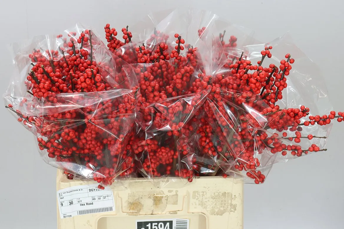 Ilex Verticillata • 60 cm