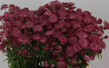 Astrantia Red Joyce • 60 cm