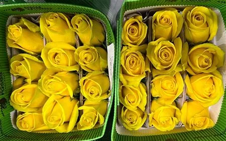 Rosa Gr Ec Goldfinch • 40 cm