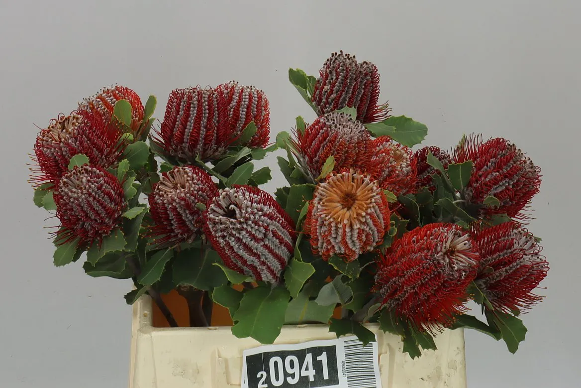 Banksia Coccinea • 40 cm