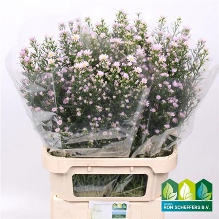 Aster Claudia • 80 cm